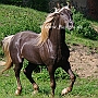 Rocky_ Mountain_ Horse_ 3(99)